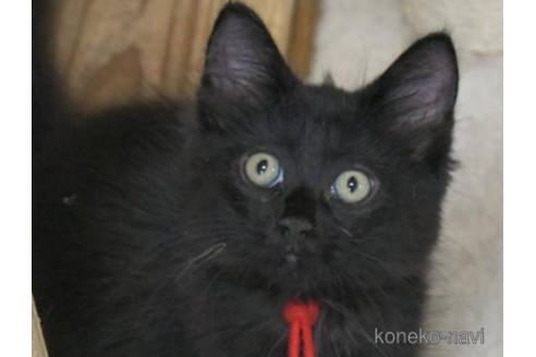 成約済の茨城県のノルウェージャンフォレストキャット-32601